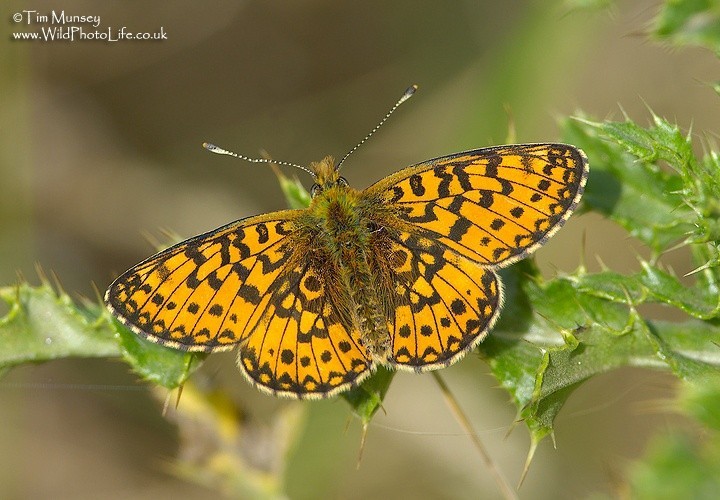 Small Pearl Bordered Fritillary 08_06.jpg